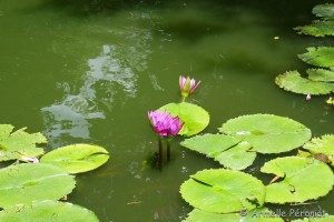 Guadeloupe Août 2015-02660  